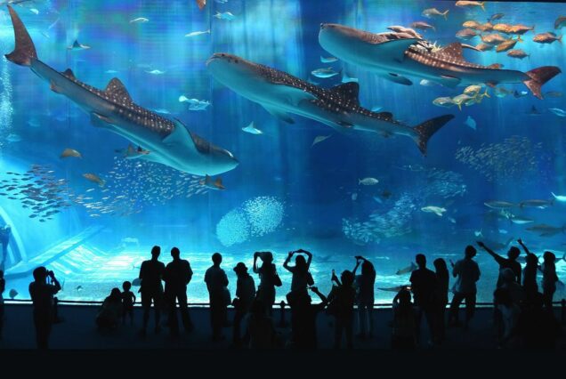 Hurghada Grand Aquarium