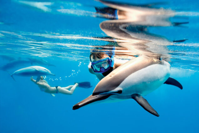 Dolphin House trip