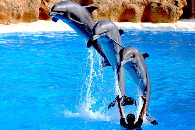 Dolphin show