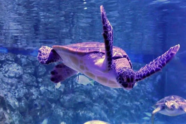 Turtle Beach Trip Group